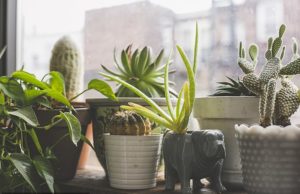 Indoor Air Quality Cannot Be Improved Using Plants, Research Says